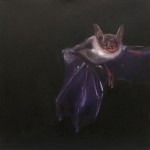 Fledermaus 2015 40x40cm